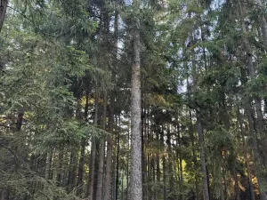 Prodej lesa, Havlovice, 13402 m2