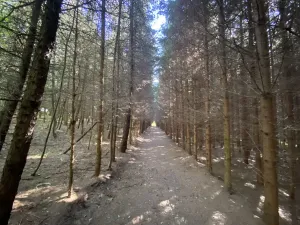 Prodej lesa, Lánov - Horní Lánov, 11269 m2