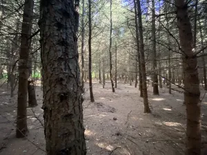 Prodej lesa, Lánov - Horní Lánov, 11269 m2