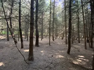 Prodej lesa, Lánov - Horní Lánov, 11269 m2