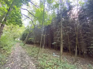 Prodej lesa, Lánov - Horní Lánov, 11269 m2