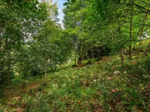 Prodej louky, Bedřichov