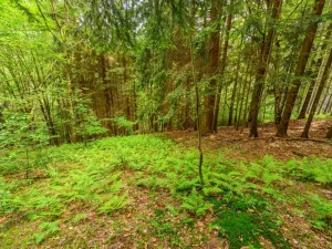 Prodej louky, Víchová nad Jizerou, 1867 m2