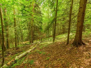 Prodej louky, Víchová nad Jizerou, 1867 m2