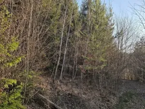 Prodej lesa, Vsetín, Semetín, 96946 m2