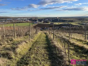 Prodej sadu/vinice, Bořetice, 2567 m2
