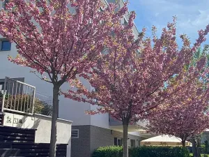 Prodej bytu 2+kk, Praha - Hloubětín, Krylovecká, 55 m2