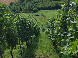 Prodej sadu/vinice, Blučina, 2677 m2