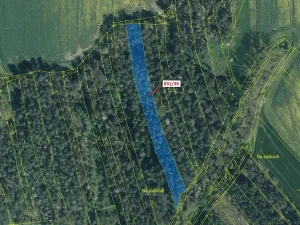 Dražba lesa, Koloveč, 3368 m2