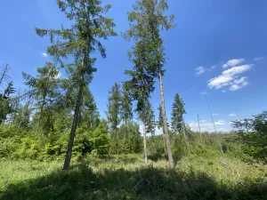 Prodej lesa, Kropáčova Vrutice - Sušno, 15167 m2