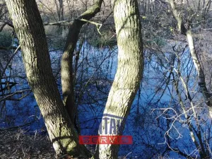 Prodej lesa, Havlíčkův Brod - Suchá, 3895 m2