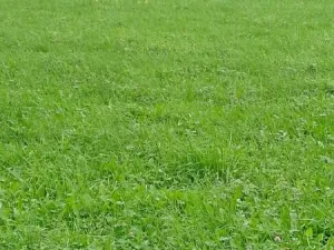 Prodej pozemku, Králova Lhota - Laziště, 2640 m2