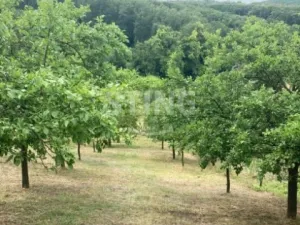 Prodej sadu/vinice, Věteřov, 1592 m2