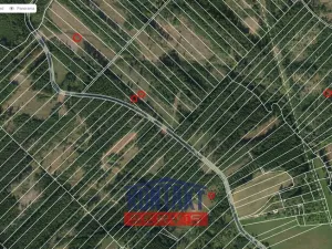 Prodej lesa, Jevíčko, 70821 m2