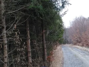Prodej lesa, Lužná, 13657 m2