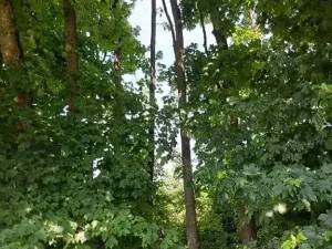 Prodej lesa, Žirovnice, 7361 m2