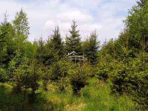 Prodej lesa, Žirovnice, 8890 m2