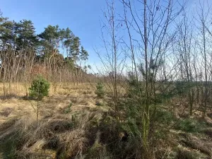 Dražba lesa, Kostelní Lhota, 9438 m2