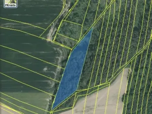 Dražba lesa, Blížejov, 7793 m2