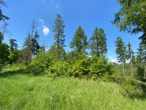 Dražba lesa, Kropáčova Vrutice, 15167 m2