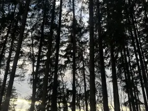 Prodej lesa, Petrovice II, 11117 m2