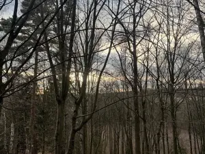 Prodej lesa, Petrovice II, 11117 m2