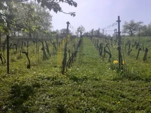 Prodej sadu/vinice, Strážnice, 2284 m2