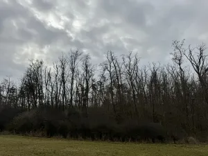 Prodej podílu lesa, Lesonice, 6189 m2