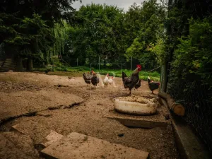 Prodej komerční nemovitosti, Sulice - Želivec, Hlavní, 370 m2