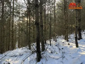 Prodej lesa, Horní Radechová - Slavíkov, 51351 m2