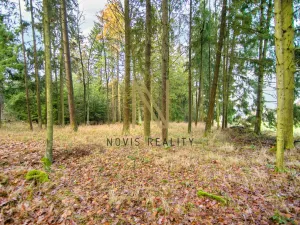 Prodej lesa, Chudenice, 7475 m2
