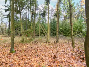 Prodej lesa, Chudenice, 7475 m2
