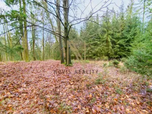 Prodej lesa, Chudenice, 7475 m2