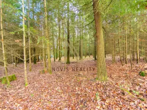 Prodej lesa, Chudenice, 7475 m2