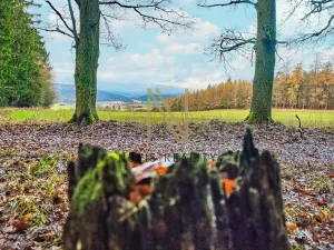 Prodej lesa, Chudenice, 7475 m2