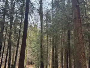 Prodej podílu lesa, Francova Lhota, 1929 m2