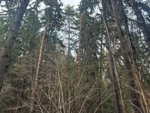 Prodej podílu lesa, Francova Lhota, 1929 m2