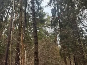 Prodej podílu lesa, Francova Lhota, 1929 m2