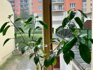 Pronájem bytu 1+kk, Praha - Košíře, Vrchlického, 25 m2