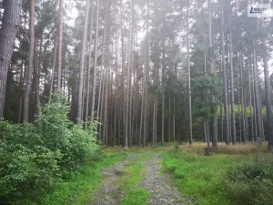 Prodej lesa, Nečín, 59470 m2