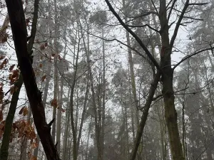 Prodej lesa, Milavče, 5759 m2