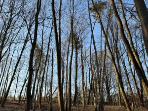 Prodej lesa, Mělnické Vtelno, 2736 m2