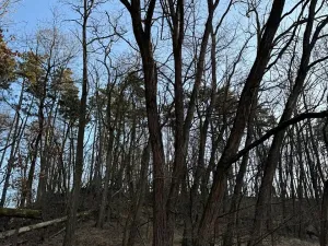 Prodej lesa, Mělnické Vtelno, 2736 m2