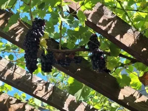 Prodej zahrady, Kroměříž, Kaplanova, 529 m2