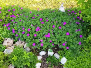 Prodej zahrady, Kroměříž, Kaplanova, 529 m2