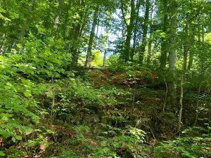 Prodej lesa, Třinec, 102143 m2