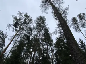 Prodej lesa, Veliny, 4517 m2