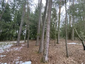 Prodej lesa, Veliny, 4517 m2