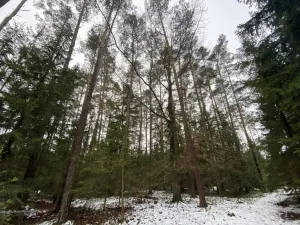 Prodej lesa, Veliny, 16002 m2