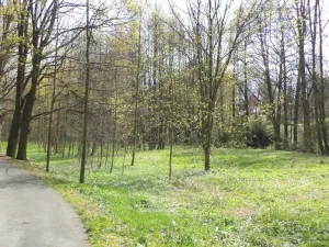 Prodej pole, Tachov, 55666 m2